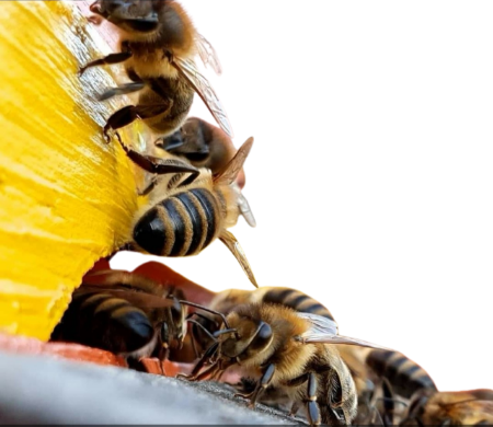 Picture for category Bienenkunst