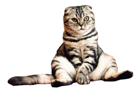 Bild für Kategorie Katze
