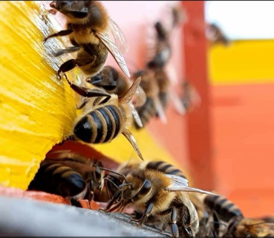 Bild von Bienenpatenschaft 