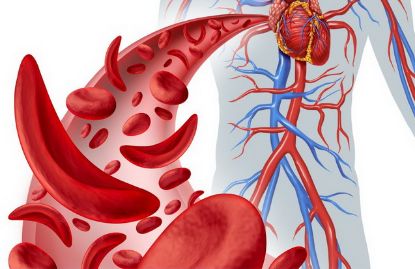 Blut und Blutkreislauf