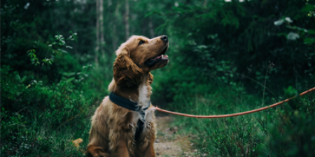 Bild für Kategorie Hund