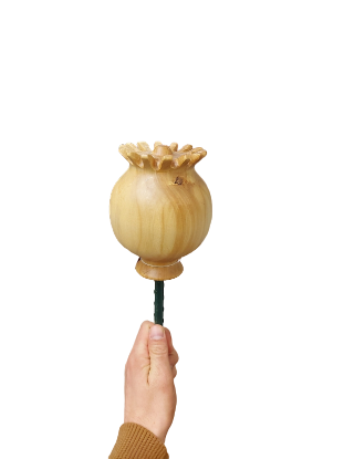 Show details for Mohnblume - Apfel Picture of Mohnblume - Apfel