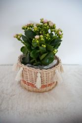 Picture of Blumenkorb aus Peddigrohr - ENE24