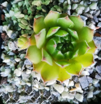 Sempervivum Excelence