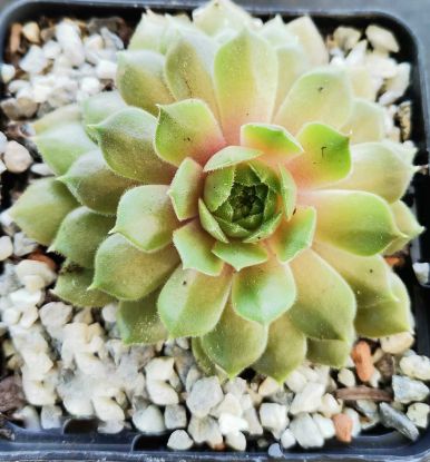 Sempervivum Granada