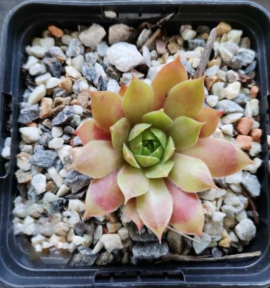 Sempervivum Hatra