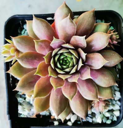 Sempervivum Imperial