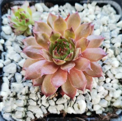 Sempervivum Positively Glowing Sempervivum Positively Glowing