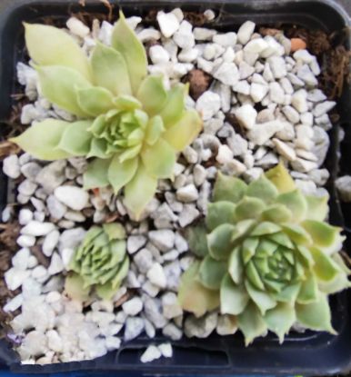 Sempervivum Rauher Kulm Sempervivum Rauher Kulm